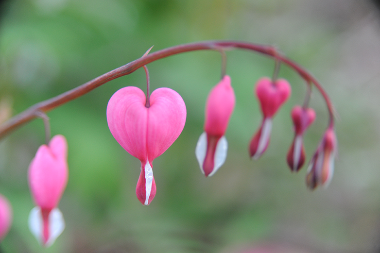 alla hjärtans dag foto Håkan Sjunnesson BLCF