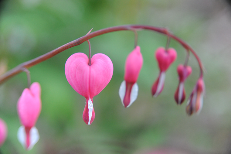 Löjtnantshjärtan Foto Håkan Sjunnesson BLCF